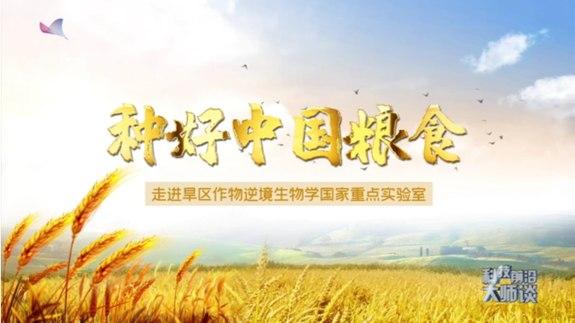 种好中国粮食 走进旱区作物逆境生物学国家重点实验室